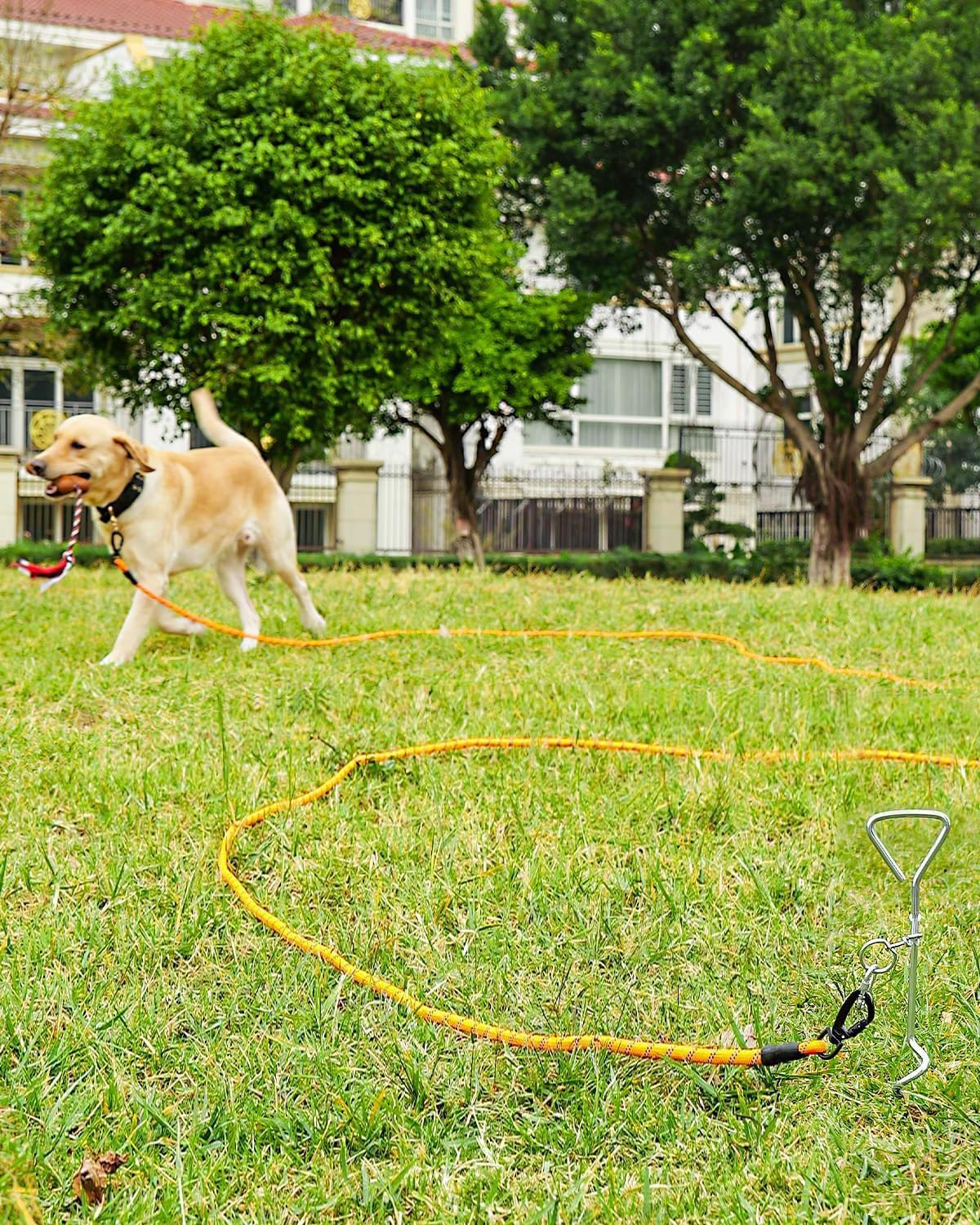 Correa Larga Perro, Correa Adiestramiento Perro 5/10 / 15/20 Metros, Cuerda para Perros, Correa Resistente para Camping Paseo (Naranja 5 Metros)