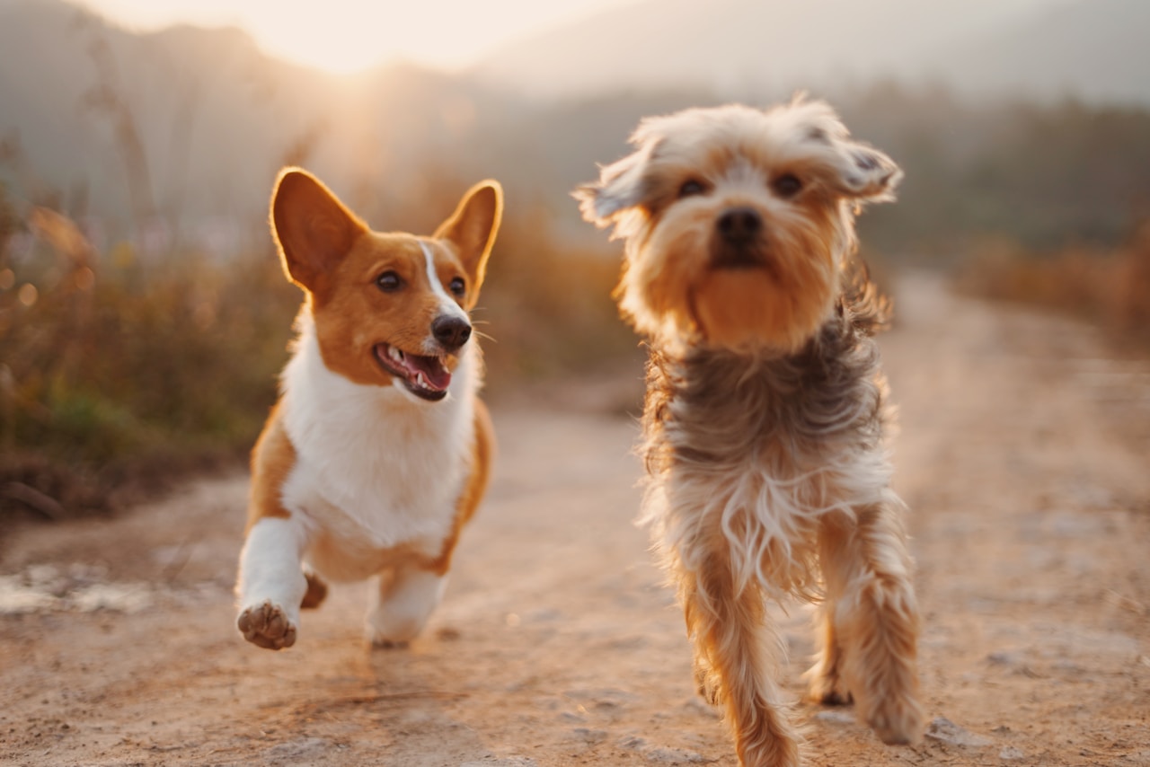 Aceite de Salmón para perros: El suplemento "mágico" para pelo, piel y articulaciones