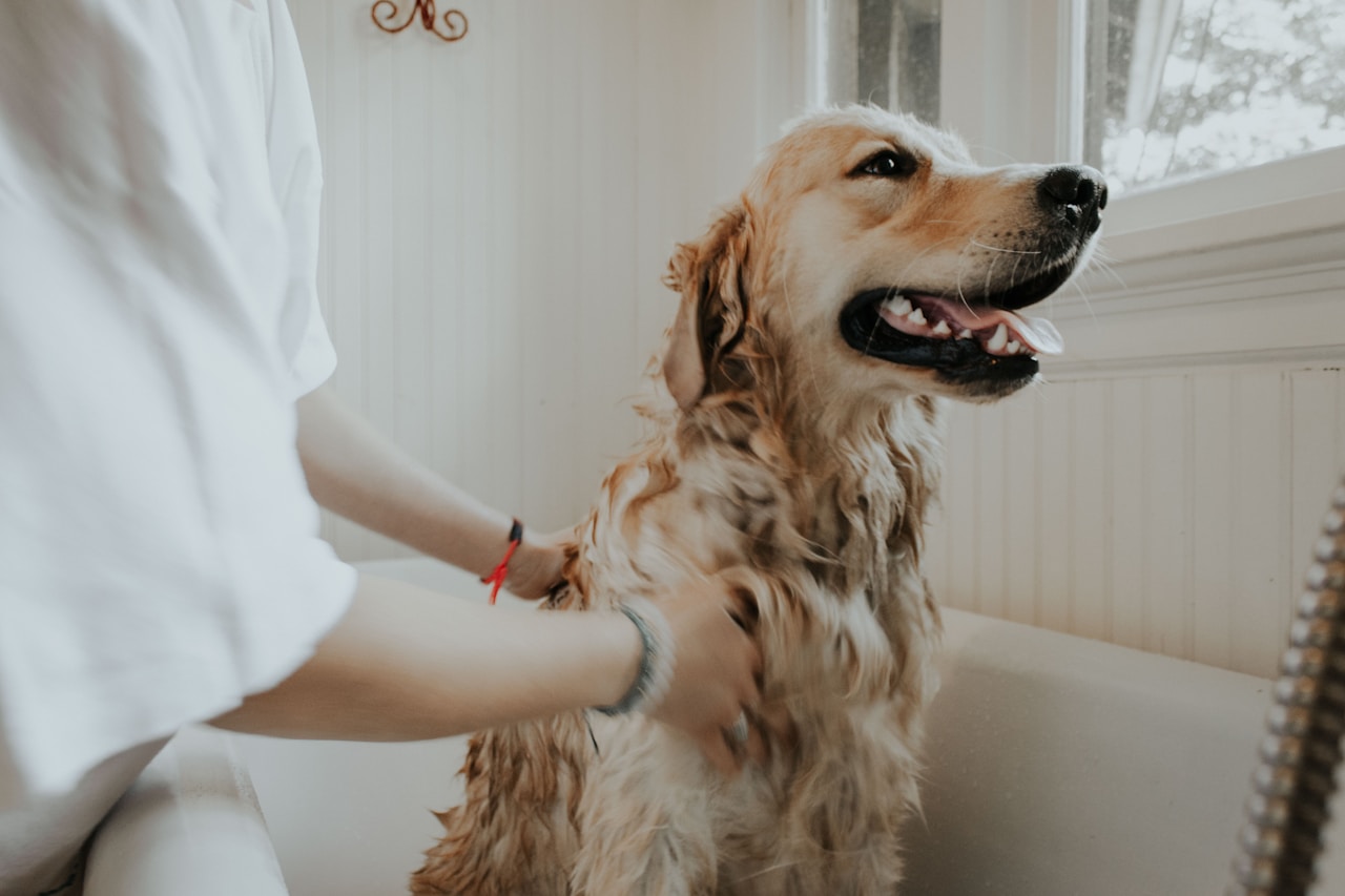 Ansiedad por separación en perros: la guía completa para entenderla y tratarla
