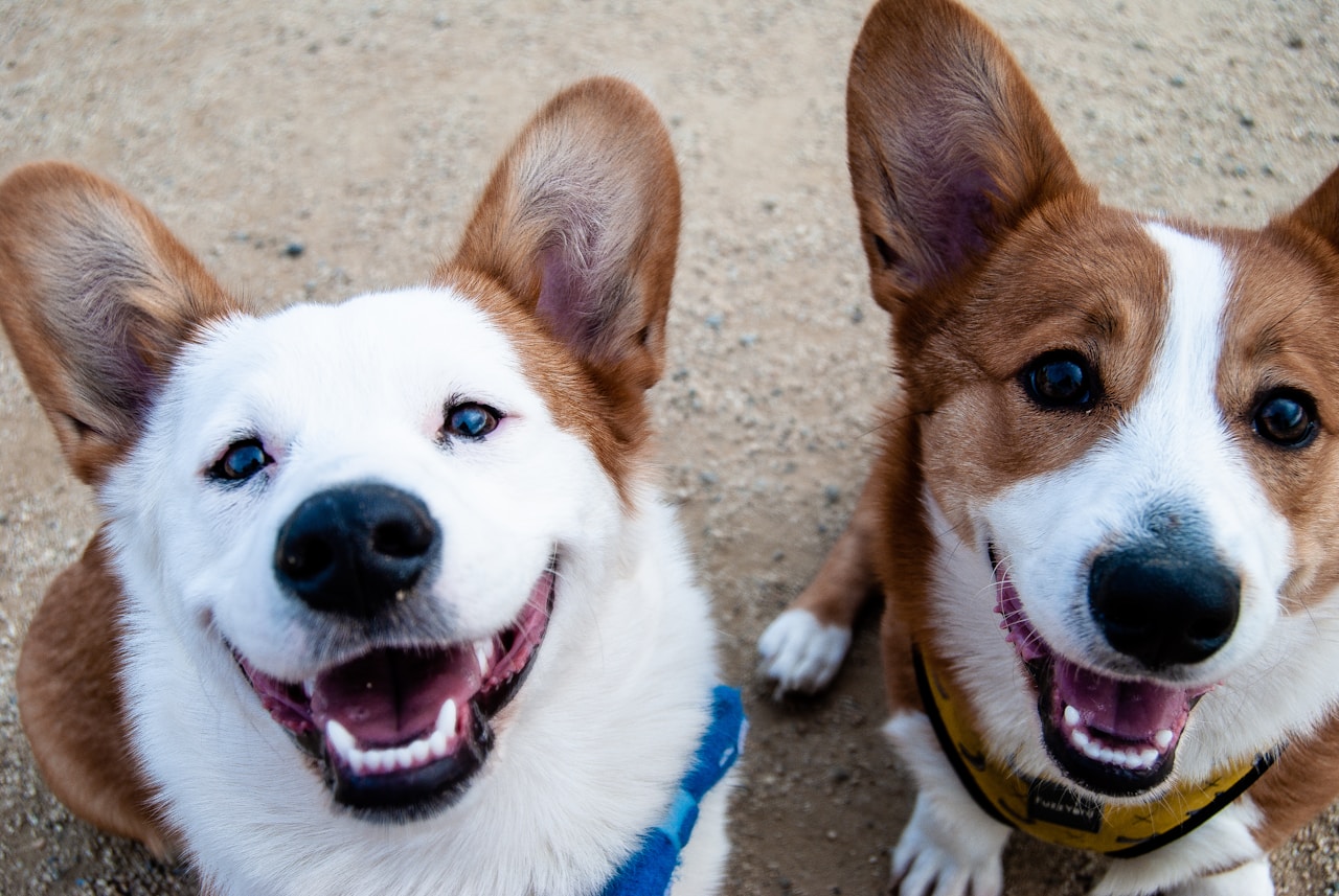 Border Collie en casa: por qué se aburre, qué problemas da y cómo encauzarlo