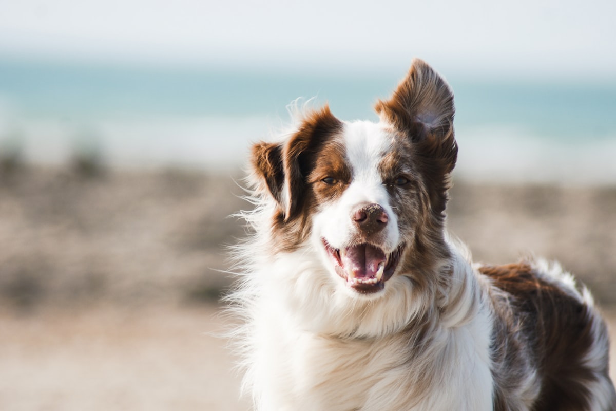 Bozales para perros: cuándo usarlos, cómo elegir la talla y cuál comprar