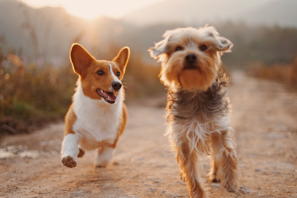 Camas ortopédicas para perros con artrosis o displasia: qué buscar y cuál elegir