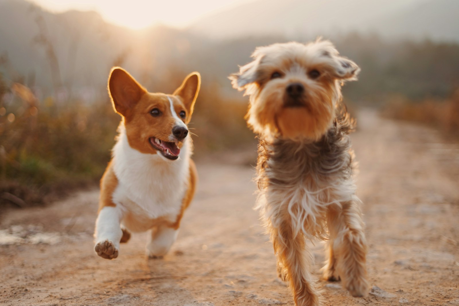 Cómo socializar a un perro adulto: guía paso a paso (sin forzar ni estresarle)