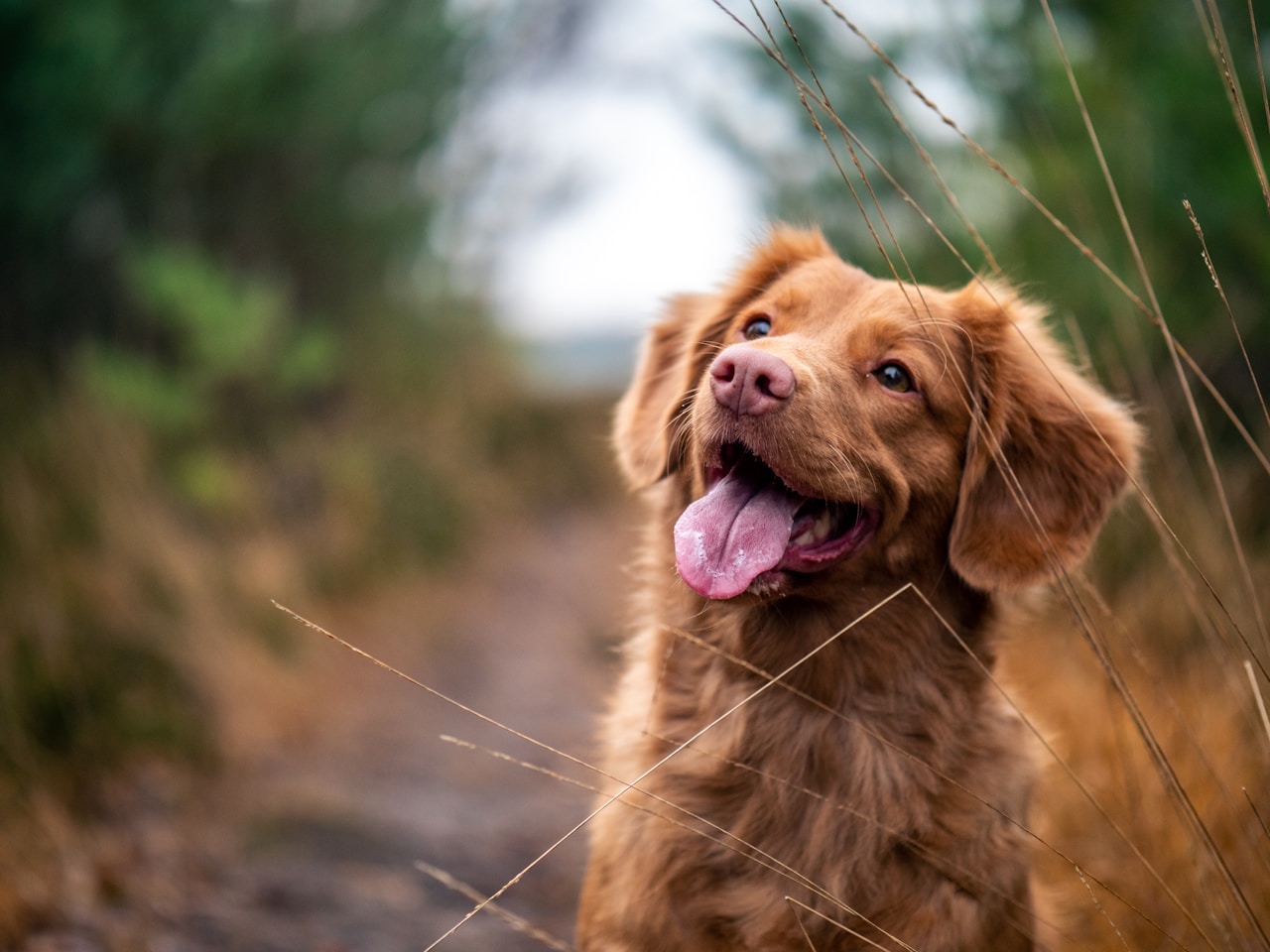 Condroprotectores para perros: ¿Cuándo empezar y cuáles funcionan de verdad?