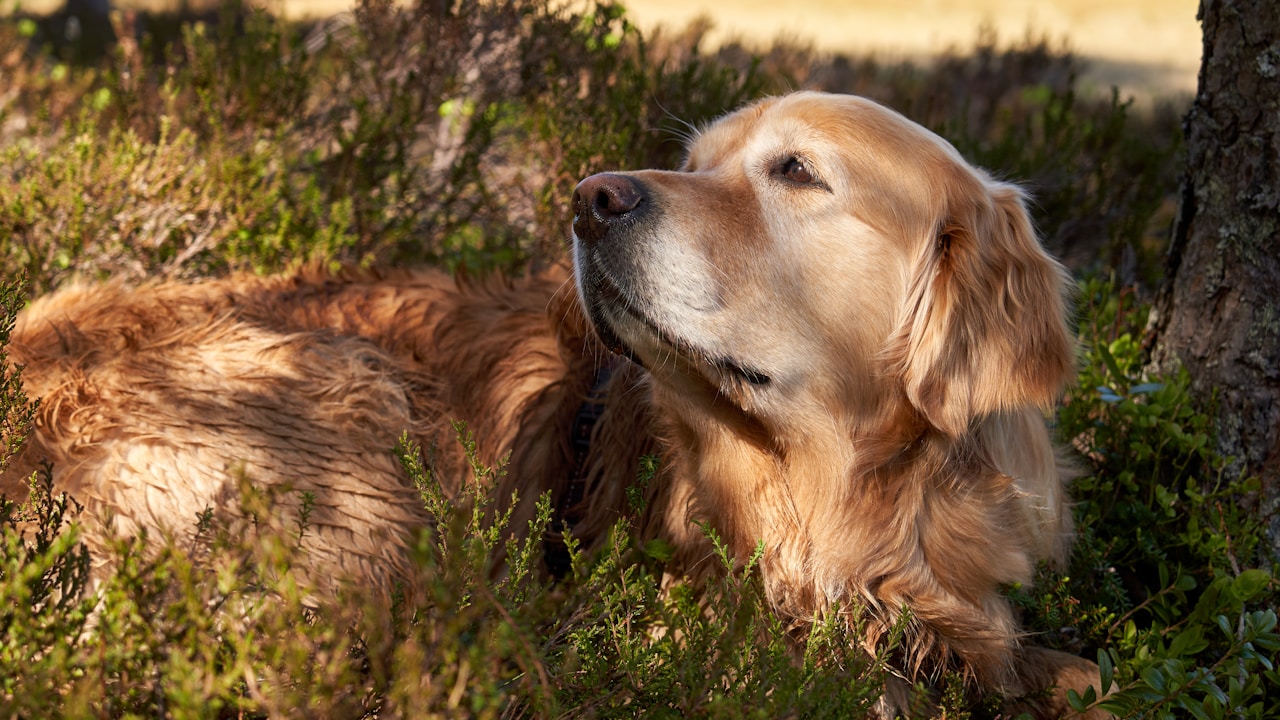 Golden Retriever: guía honesta para cuidarlo bien durante toda su vida