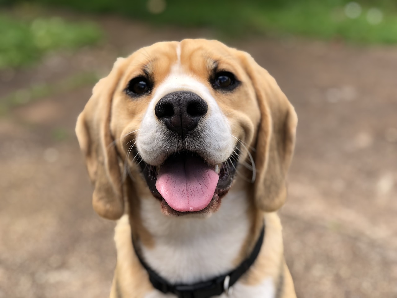 Cómo cuidar a un Labrador en casa: lo que nadie te dice antes de tener uno