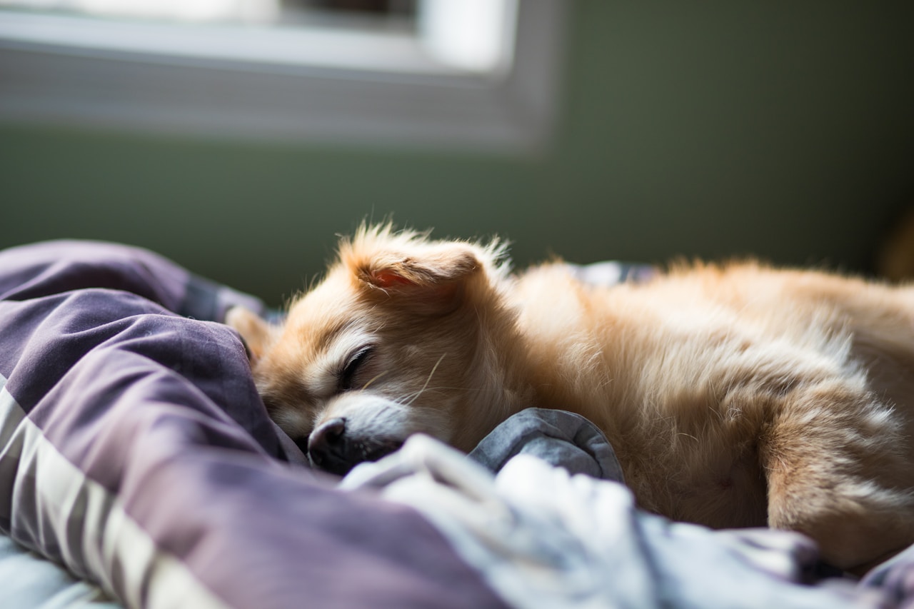 Camas ortopédicas para perros: guía completa 2026 (y cuál comprar según tu perro)