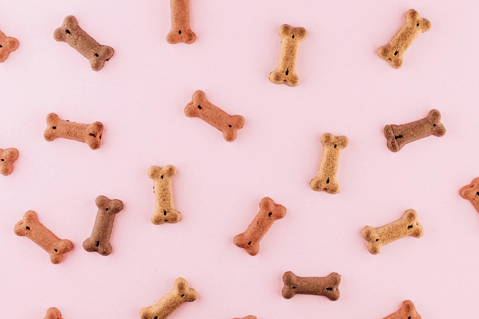 Mi perro no quiere comer: 8 causas y qué hacer en cada caso
