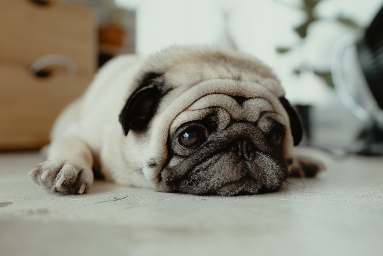 Miedo a los petardos y tormentas: Cómo calmar a tu perro de forma natural