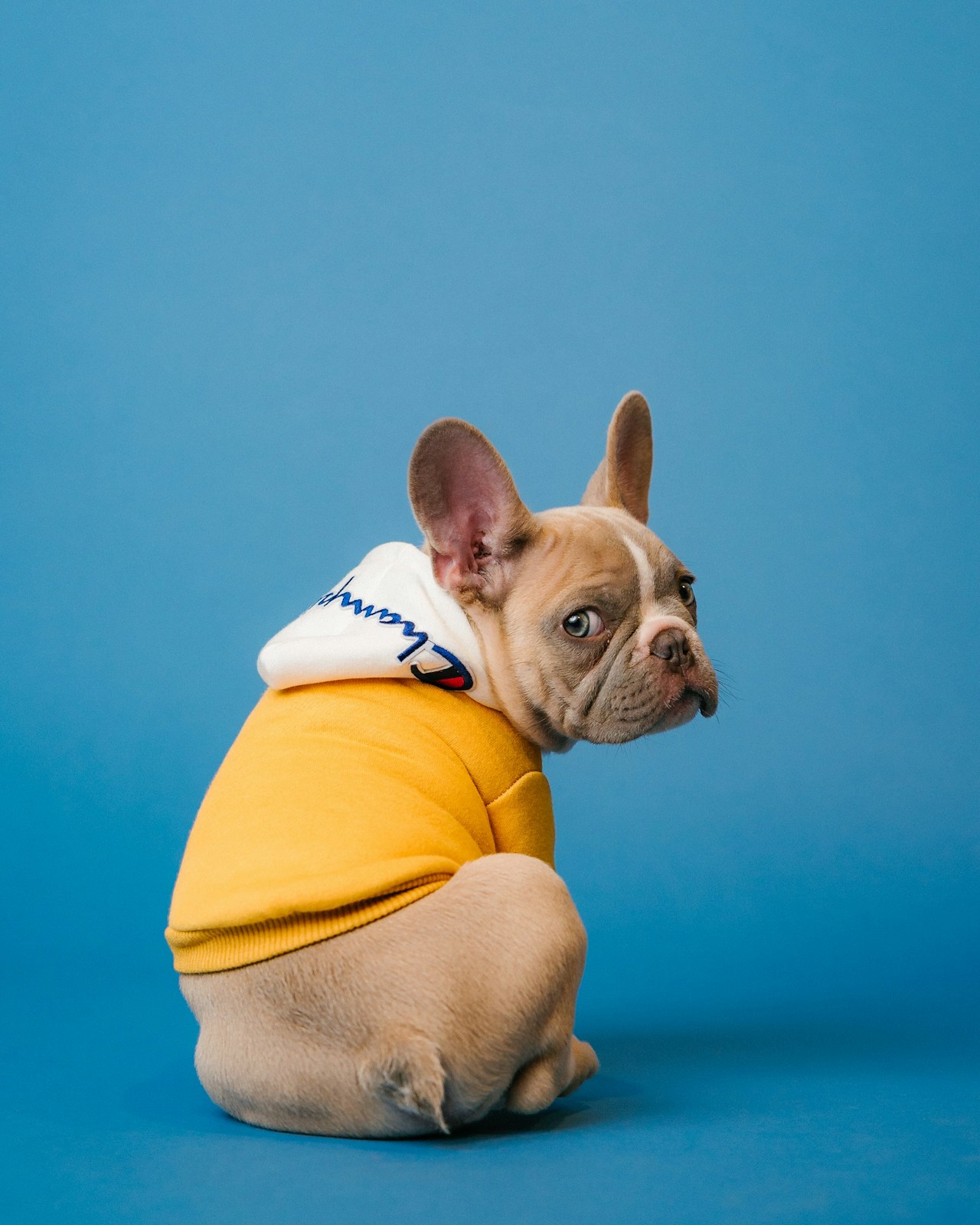 Pienso Renal para perros: Todo lo que debes saber para proteger sus riñones