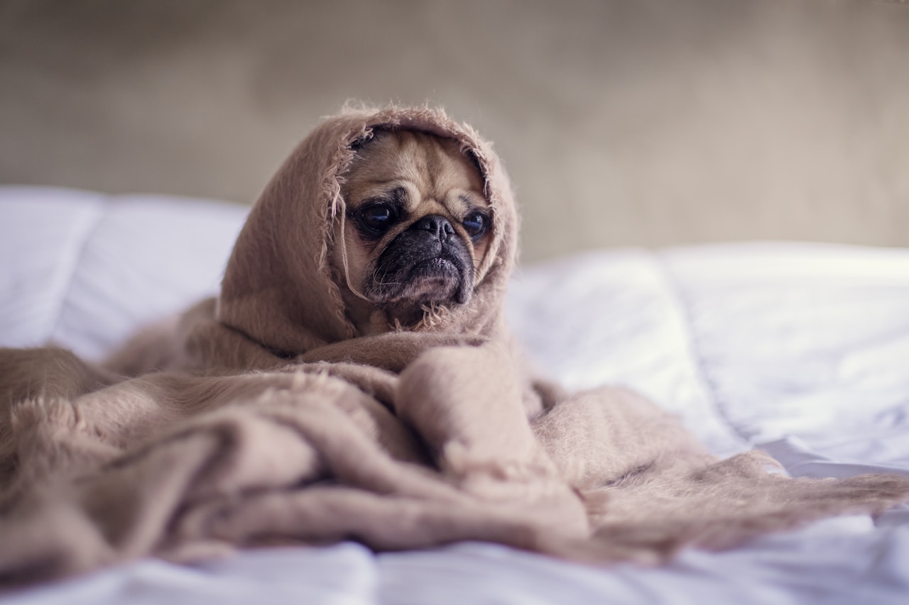 ¿Por qué mi perro se come sus heces? Causas y cómo detenerlo