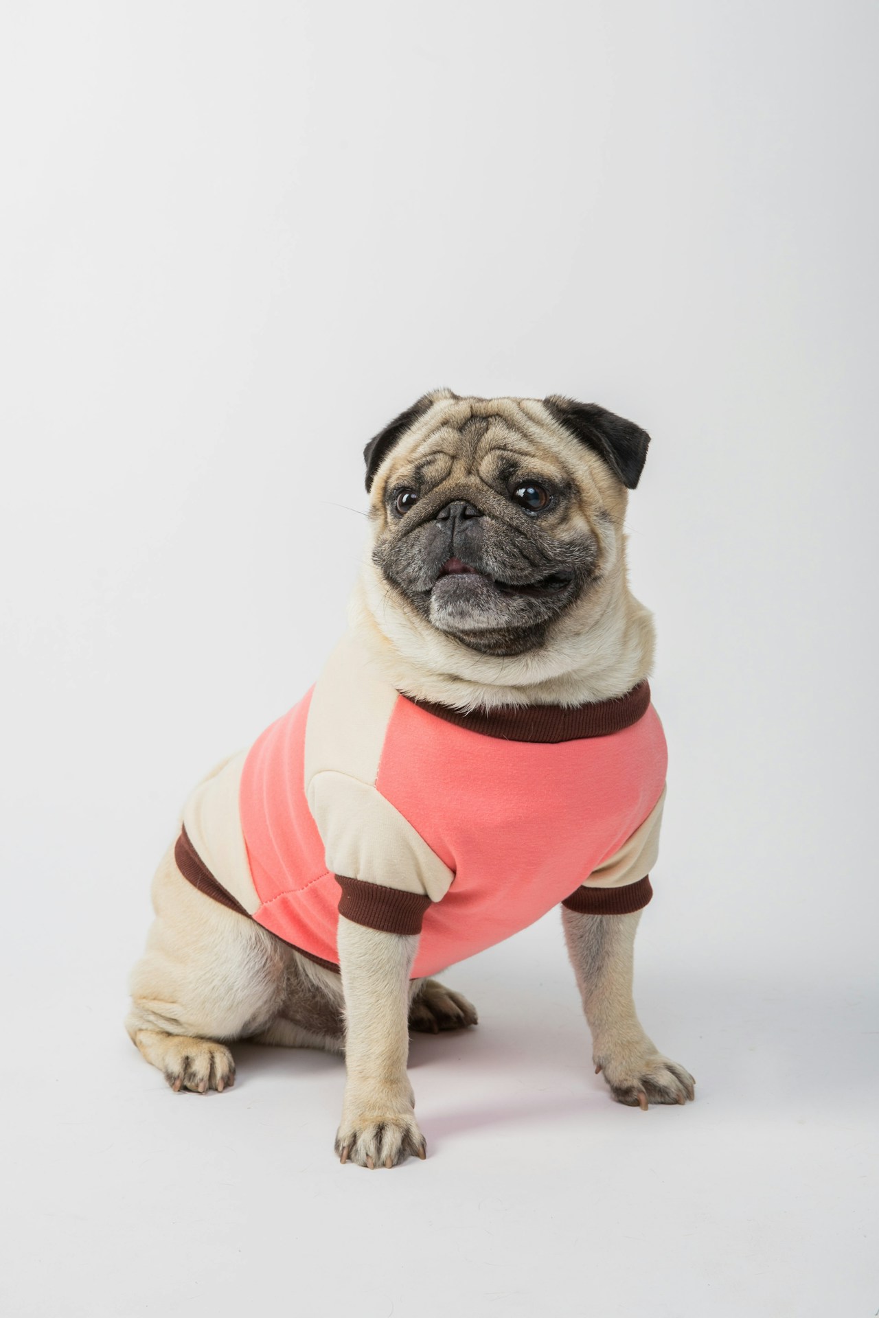 Rampas para perros: La solución definitiva para proteger su espalda